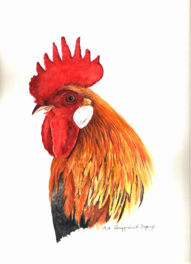 Le coq